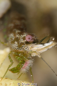 P I N K . E Y E B A L L 
Saron-neglectus marble shrimp
... by Irwin Ang 